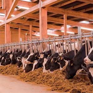 Luminaria LED Estanca para Granjas AMMONIAK 149 cm 44W 7800 lm CCT 3000K/4000K/6500K IP69K - Eglo - Imagen 3